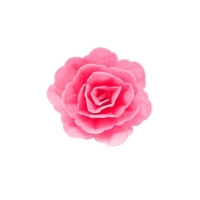 Róża chińska średnia Fuksja cieniowana 18szt.
